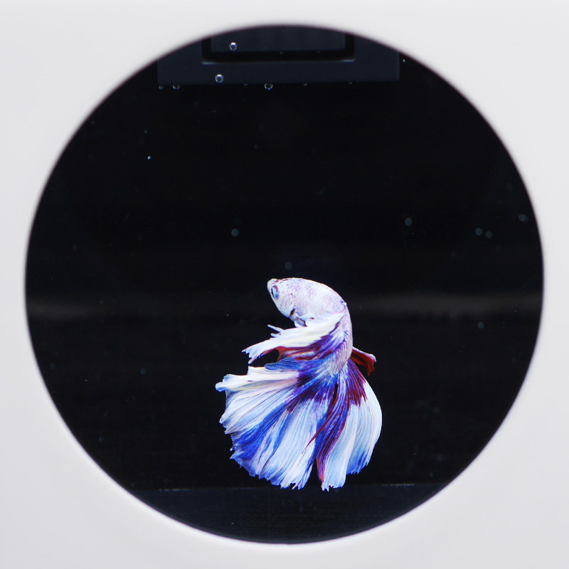 泰国斗鱼缸简约斗鱼展示缸办公室生态微缸观赏鱼迷你桌面缸C1二代