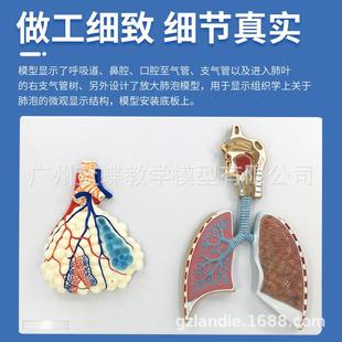 人体505呼吸系统解剖模型肺肺解剖呼吸统浮雕模系泡放大解剖模型