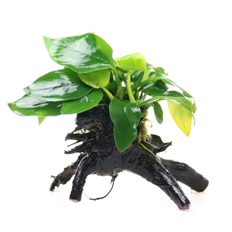 鱼缸水草植物真草造景套餐蜈蚣草增氧莫斯沉木趴地矮珍珠懒人水榕
