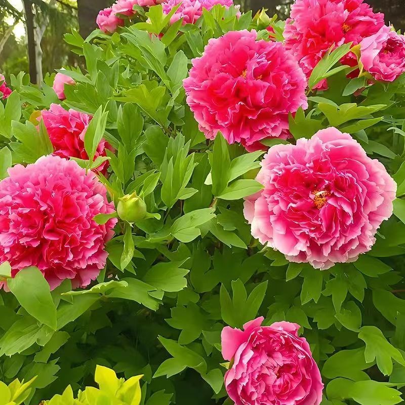 牡丹花苗盆栽洛阳正宗大苗花种老桩庭院花卉重瓣室内外牡丹花树苗