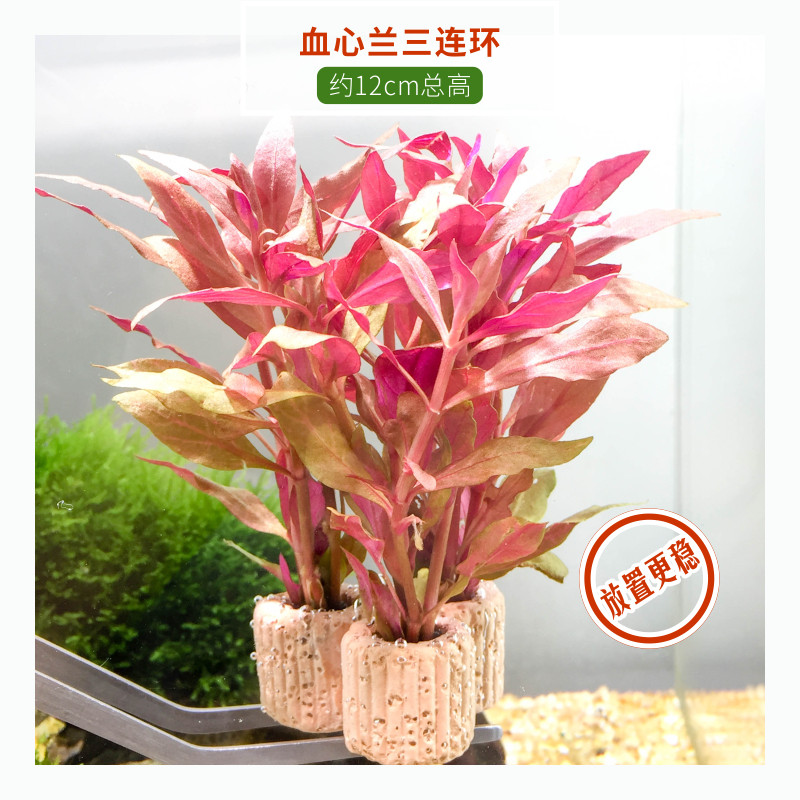 定植小水草懒人金鱼草热带鱼缸造景装饰花草新手入门水景套餐绿菊