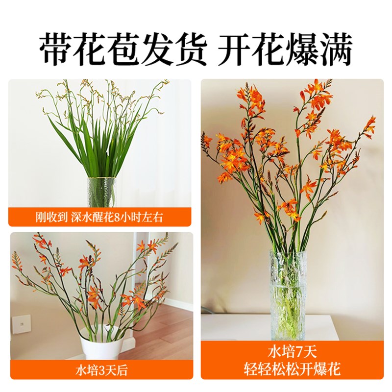 火焰兰鲜花束水养插花水培植物鲜花卉好养活家用室内鲜切兰花盆栽图片