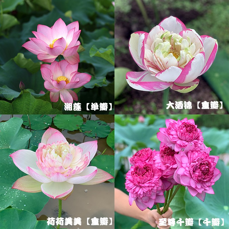 重瓣荷花鲜花新鲜莲蓬水生花卉插花鲜花花束夏季S切花花苞莲花观