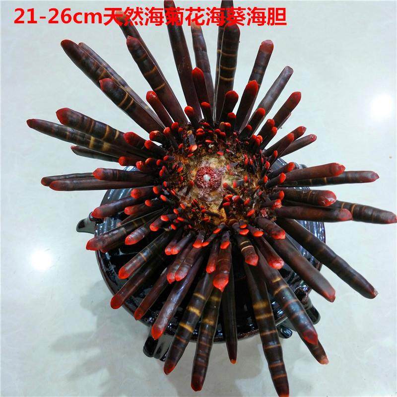 21-26cm海螺贝壳海底植物创意家居海石花石笔海胆,收纳整理,烫衣板及配件,淘宝优惠券,粉丝福利购,淘宝优惠卷
