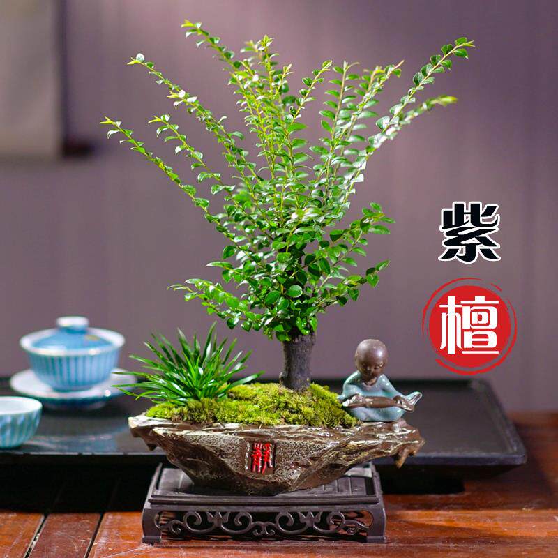 矮霸桩单杆紫檀黑骨茶盆景植物盆栽桌面室内绿植好养活四季常青
