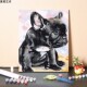 数字油画diy填充手工动物斗牛犬狗卧室填色画手绘涂色丙烯油彩画