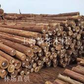 直销杉4米柳杉909木水杉木桩柳木桩柳杉原木柳杉价格防讯木桩