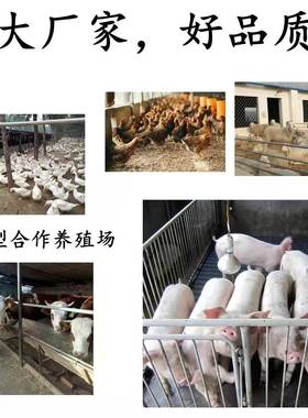 阿莫供西林货应可溶性粉剂CAS0:26787-7857-阿现莫西林粉