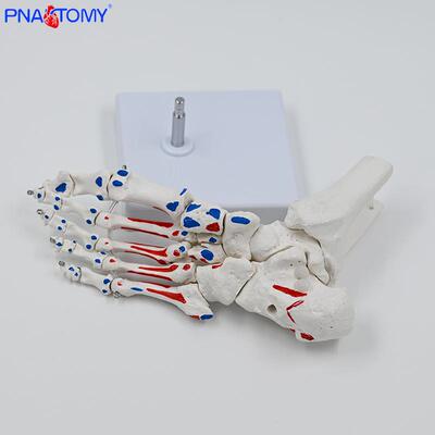 比肌肉起止点脚骨1型脚关359模节踝关节足骨教具脚1骨仿真跖骨教