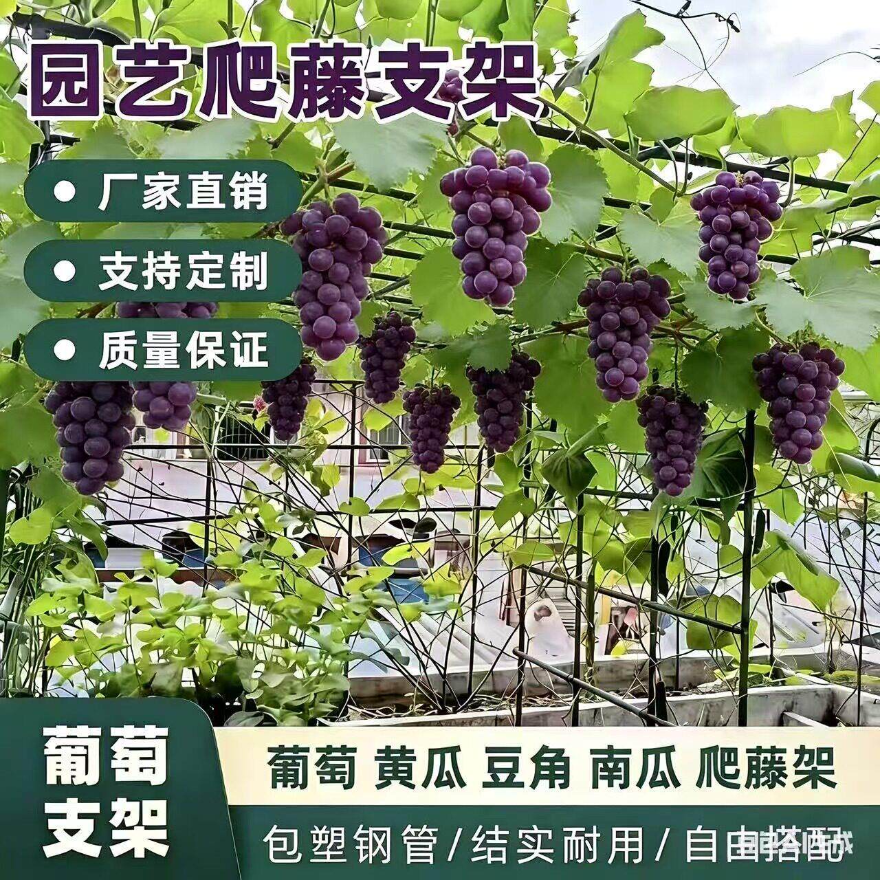 葡萄架爬藤架黄瓜豆角西红柿支架庭院架花架蔬菜盆栽支架包塑钢管