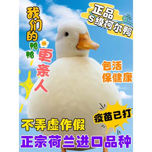【视频选鸭】荷兰纯种柯尔鸭正品赛级S级网红活宠物青年成年鸭苗