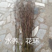 龙柳鲜枝水养雪柳干枝水培植物花瓶真花花束插花树枝干花摆件装 饰
