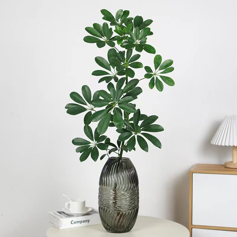 水培植物七叶莲室内鸭脚木植物发财树绿植盆栽八方来财四季常青