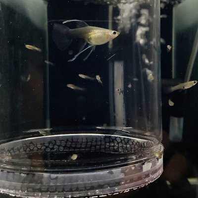 孔雀鱼繁殖隔离盒产卵桶母鱼孵化网产房小鱼幼鱼隔离透明产子产箱