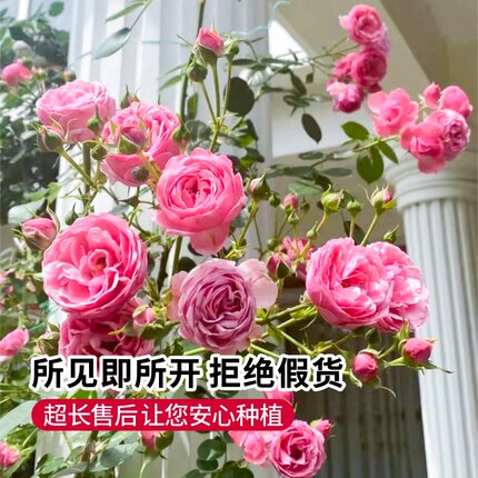 藤本月季花盆栽艾拉绒球爬藤玫瑰苗庭院攀援花卉植物四季阳台开花