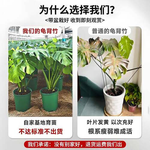 龟竹客背厅大盆栽室内老物桩大叶植电视柜落地气盆景GBZ0727Y净化
