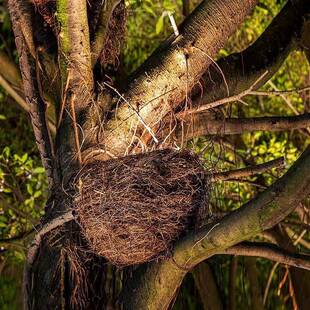 LD户外LC-NCTGD鸟巢灯仿真鸟窝灯景观园林树灯园林亮化E灯射照灯