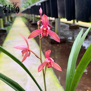 刘阁兰花苗 满堂红 现带花苞建兰八大红花名贵兰室内阳台绿植盆栽