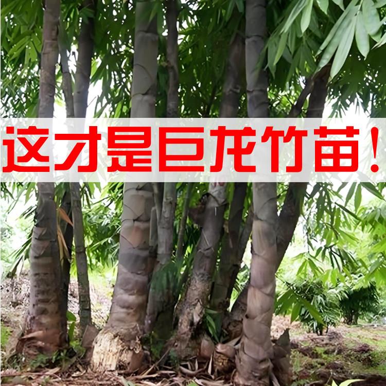 正宗巨龙竹苗云南巨龙竹苗大型丛生竹巨型竹子苗竹子君基地直销