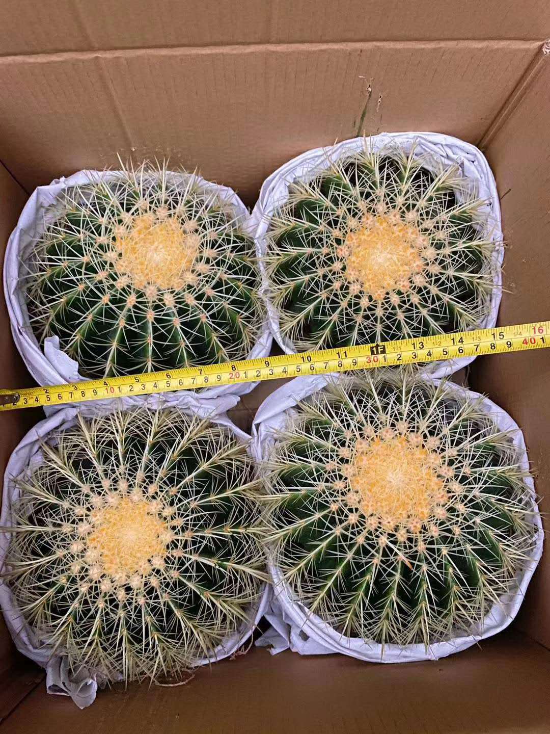 【基地直供】绿植盆栽 盆栽花卉 居家绿植 仙人球植物 金琥4个装