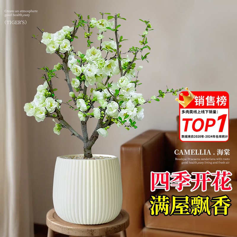 海棠花盆栽花g卉绿植阳台高级感客厅桌面室内好养四季开花旺宅植