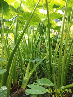 铜钱草!沼泽过滤小盆景绿芋紫芋挺水植物办公桌根系发达聚财盆栽