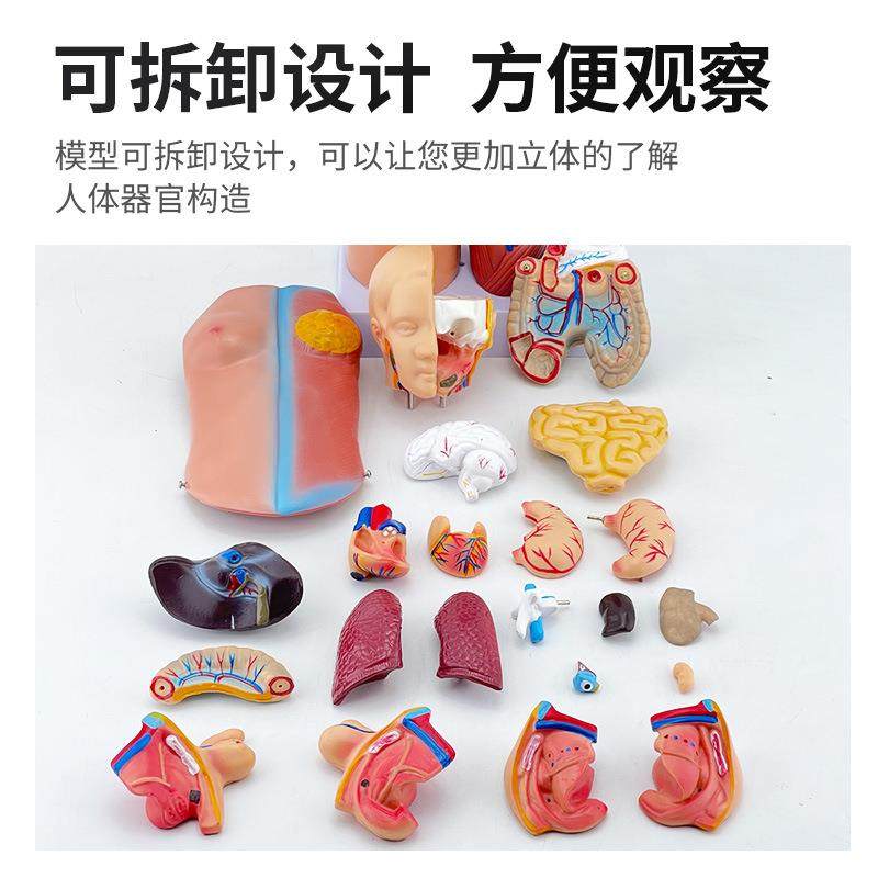 官4躯5CM两统性干可拆23108件人体解剖模型器系结构图可拆卸医学,文具电教/文化用品/商务用品,教学标本/模型,淘宝优惠券,粉丝福利购,淘宝优惠卷