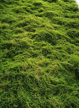 仿摆20240408真苔藓青草皮室内橱窗墙盆景微景观植绒件绿植苔加厚