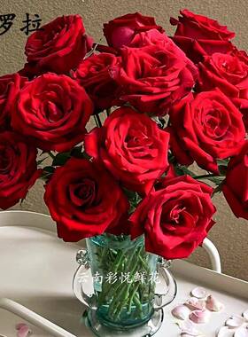 【卡罗拉高原红玫瑰AB级】520情人节昆明基地直供新鲜鲜切