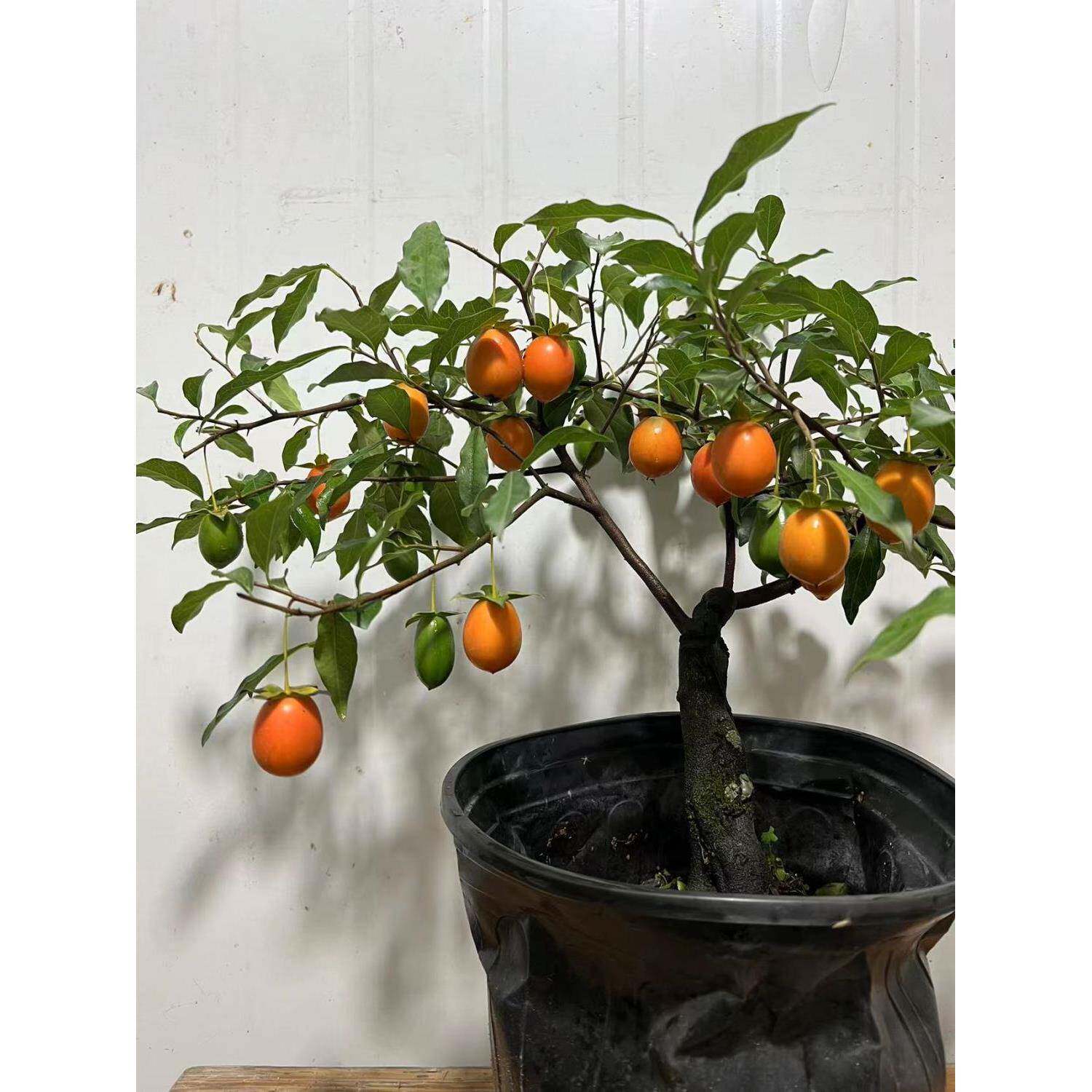 金子弹果盆栽绿CgBhb+y/挂植苗