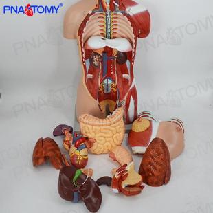85CM人体脏腑器官医学解生剖系统躯干胸外科剖结构中小学物解1模