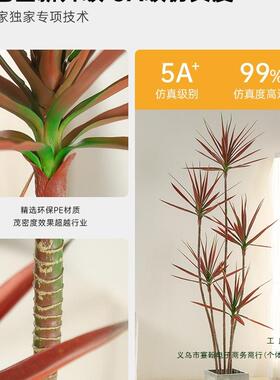 千年木绿植轻奢大室型内客花厅沙卧F9768HM6室发龙血树假植物盆栽