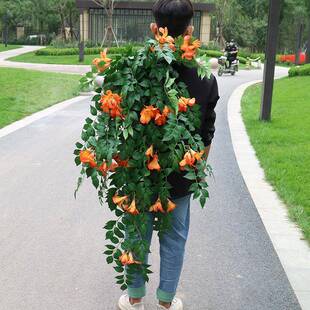 9叉大凌霄叶壁挂仿真居家软装壁挂装饰假花