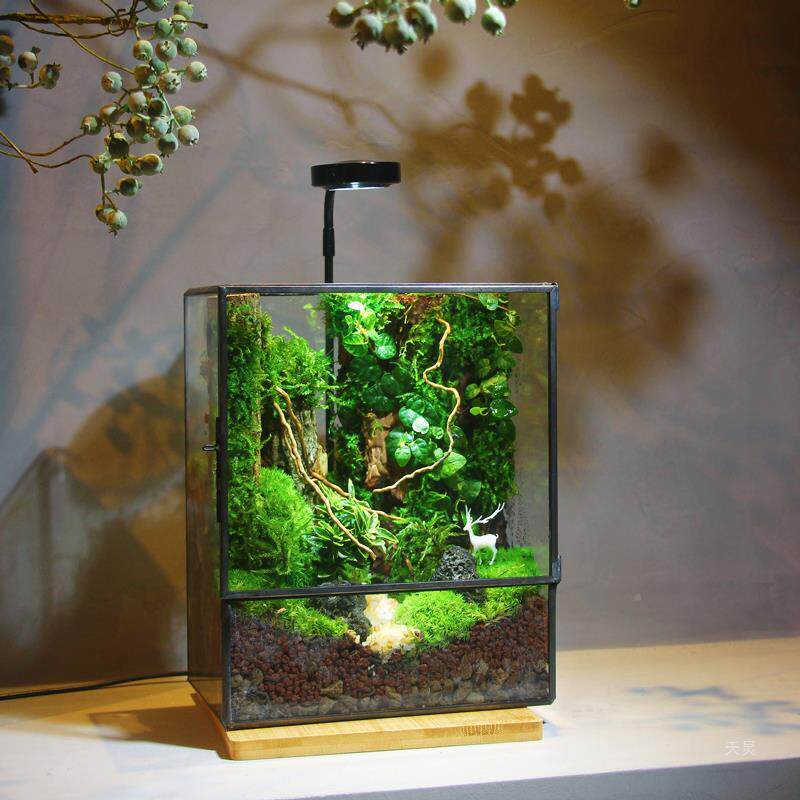 苔藓微观生态雨林造景办公景缸桌rd743843面植物盆景态免打理生瓶