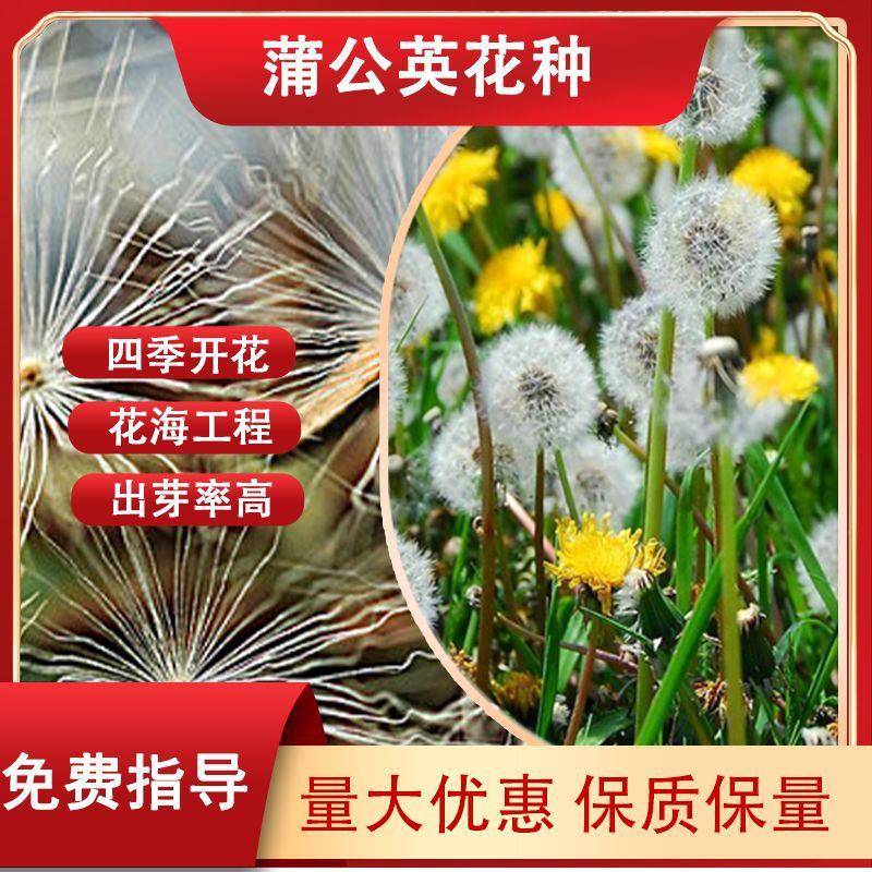 家庭庭院四季播种蒲公英花籽见土就活滚观赏绿化景观花海花种工程