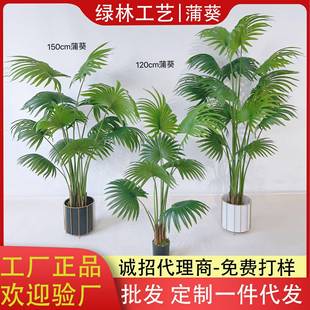 仿真蒲葵树唐棕葵人造扇葵树盆栽室内假绿植扇形树道具装扮绿植