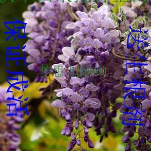 紫藤苗 紫藤萝大苗 制作观花植物盆景 包活10年老店