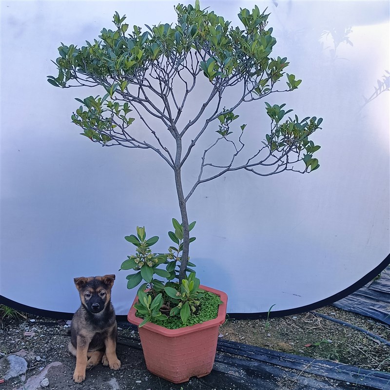 海岛春花石斑木盆栽南北方种植室内外花卉绿植盆景植物四季好养活