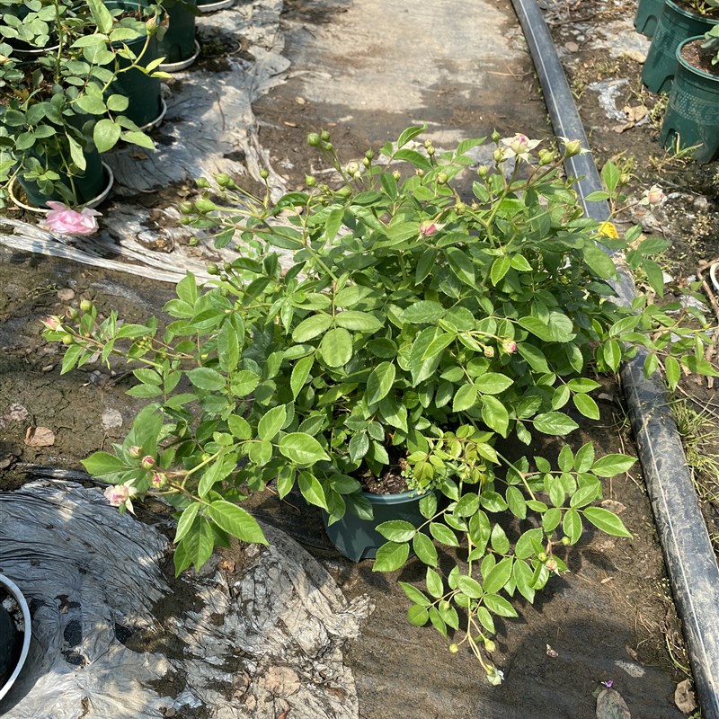 一加仑扦插玛姬婶婶中苗