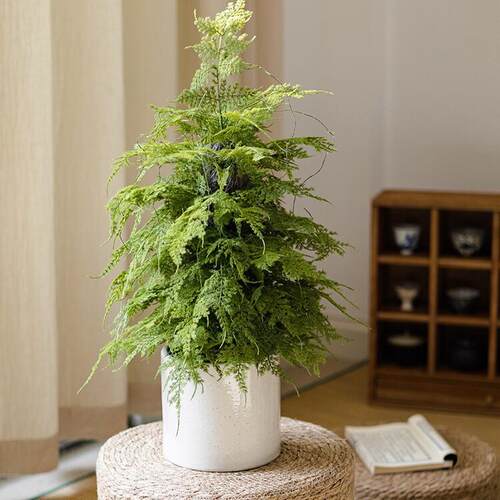仿真香松盆栽植物圣诞树盆景仿生绿植办公室桌面香柏香味