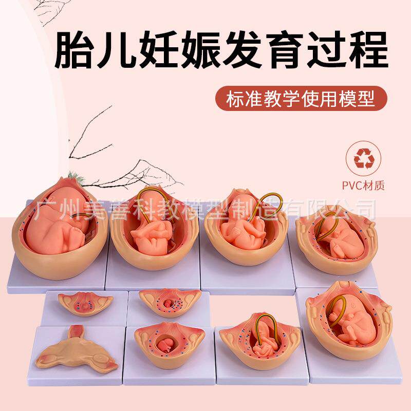 妊娠胚胎发育模型胎儿发育过程模型10部件版计划生育演示模型