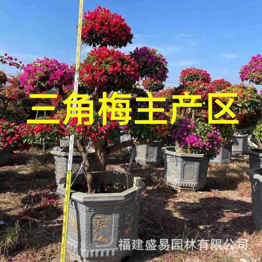 多彩五雀三角梅桩头杂色三角梅基地造型泰国多色三角梅