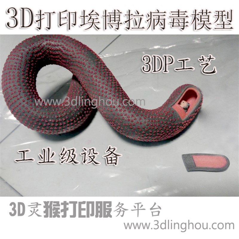 全彩3D打印定制埃博拉病毒模型