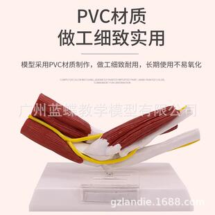 人38491体关节附肉肌肉模型肱关节肩锁关节膝肩峰结盂构关节肌解