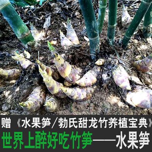 勃氏甜龙竹水果笋竹子苗曼歇甜龙甜竹笋种植苗竹有缘基地直销