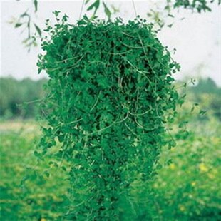 普列薄荷 匍匐生长 香草植物料理用 可垂吊可长达1米 耐寒 可地被