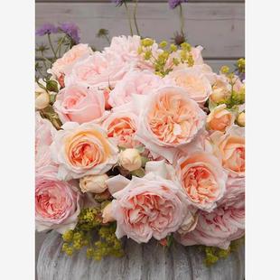 童话魔法 花苗灌木抗病勤花大花浓香阳台庭院盆栽花卉 月季