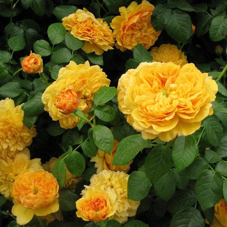 利亚图图  灌木月季苗阳台庭院盆栽花卉甜香味金黄色耐寒抗病性强,鲜花速递/花卉仿真/绿植园艺,月季/蔷薇/玫瑰,淘宝优惠券,粉丝福利购,淘宝优惠卷