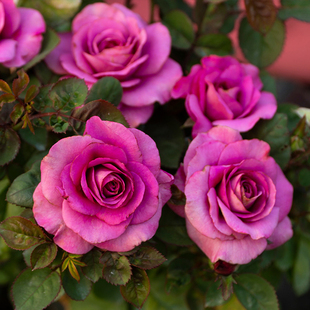 冥王星 月季花苗阳台星座系列月季灌木勤花阳台庭院盆栽花卉