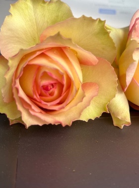 吉莱塔  月季花苗复色大花丰花灌木茶香阳台庭院欧月盆栽花卉